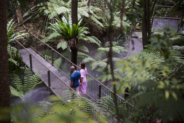 Australian National Botanic Gardens Mist, Ferns, and Natural Beauty Enjoy a rainforest 5 minutes from the city at the Australian National Botanic Gardens..