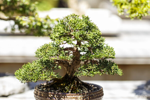 National Arboretum bonsai Bonsai collection at the National Arboretum